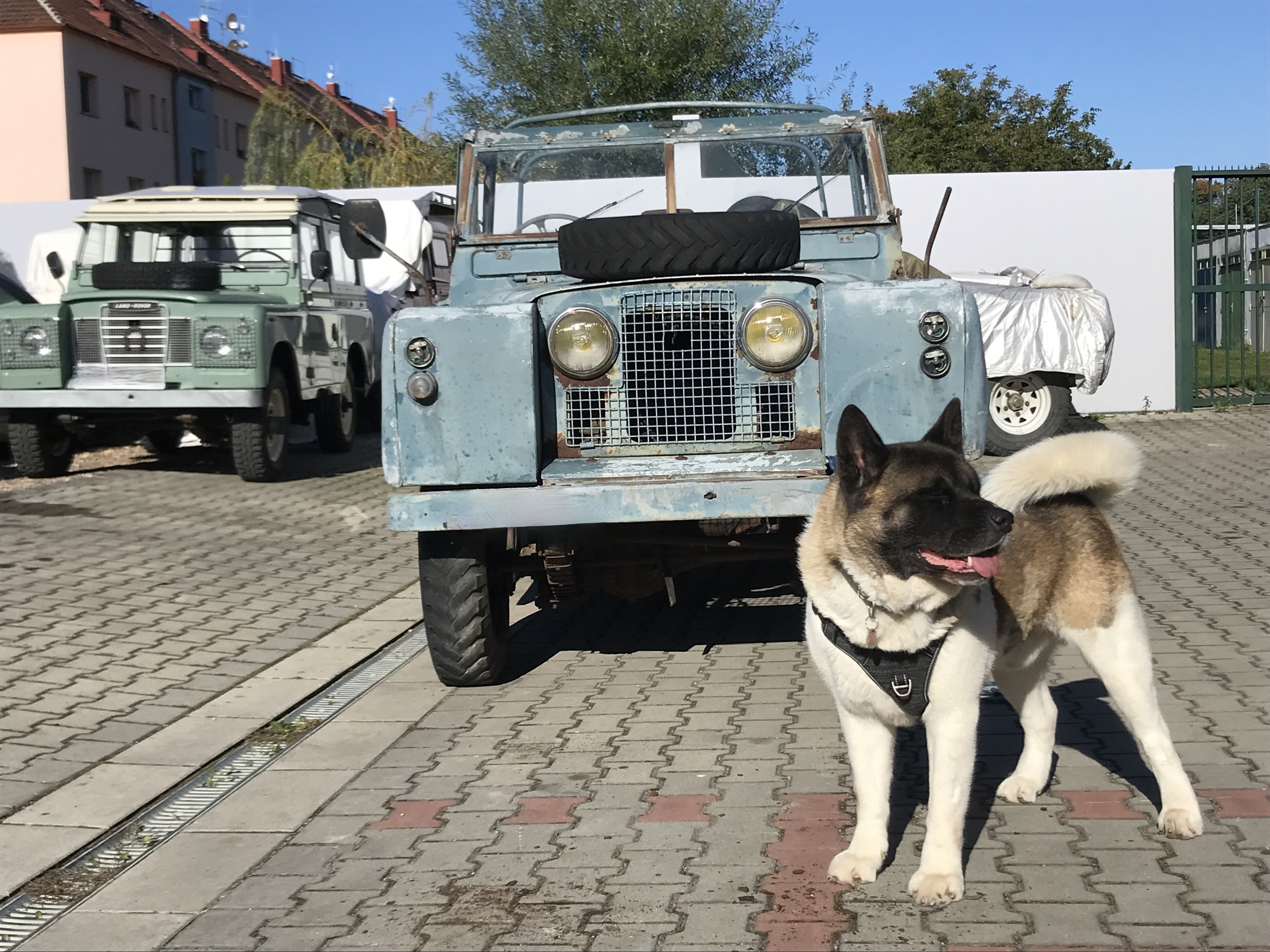Auto Defender s pejskem